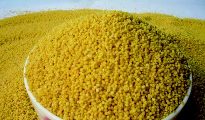 米脂产出富硒小米